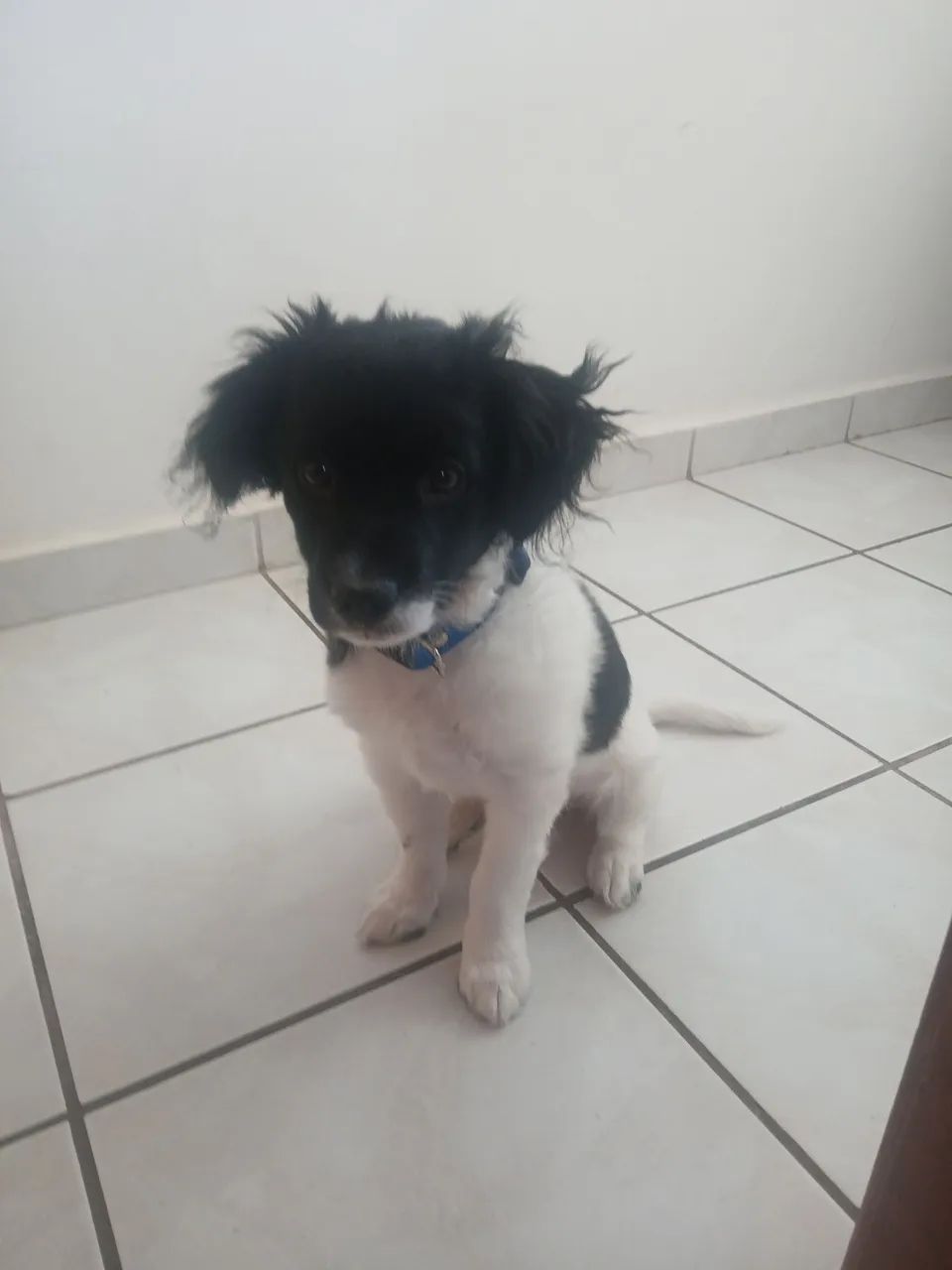 vendao - Foto 4