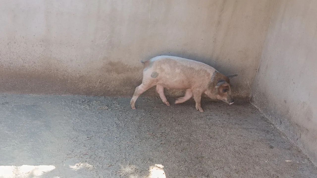 Leitoa  - Foto 2