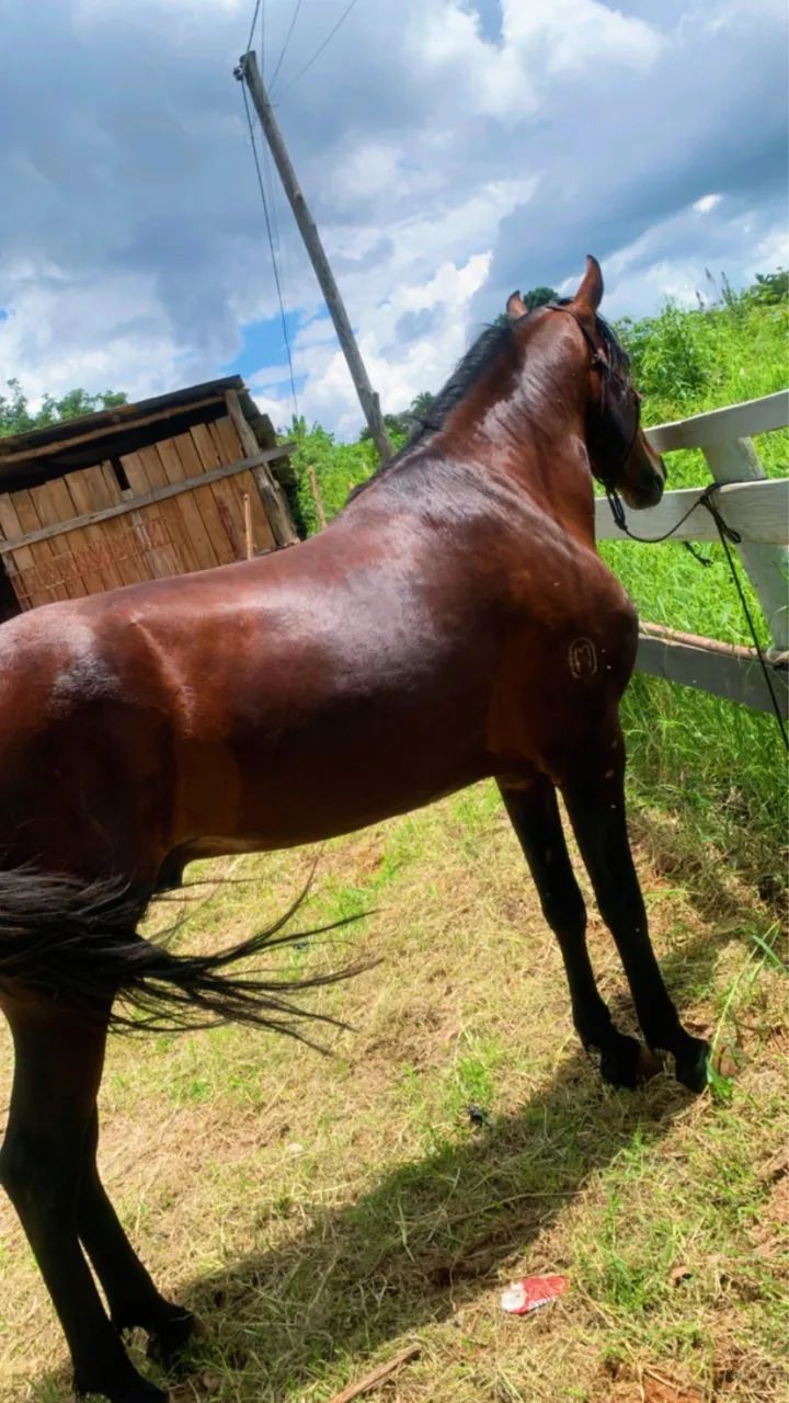 Cavalo mangalarga  - Foto 4