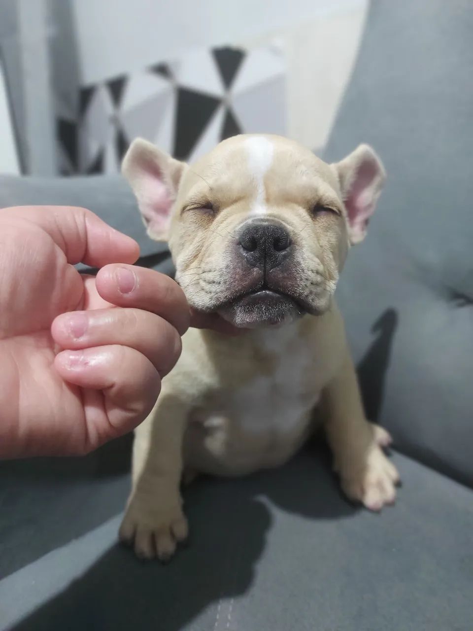 American bully micro  - Foto 5
