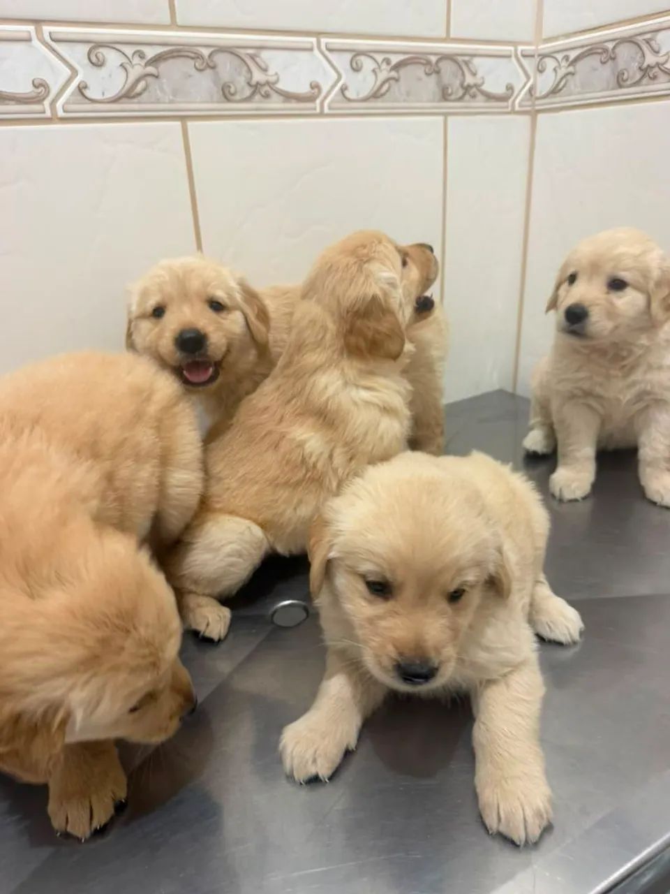Goldem Retriever  - Foto 2