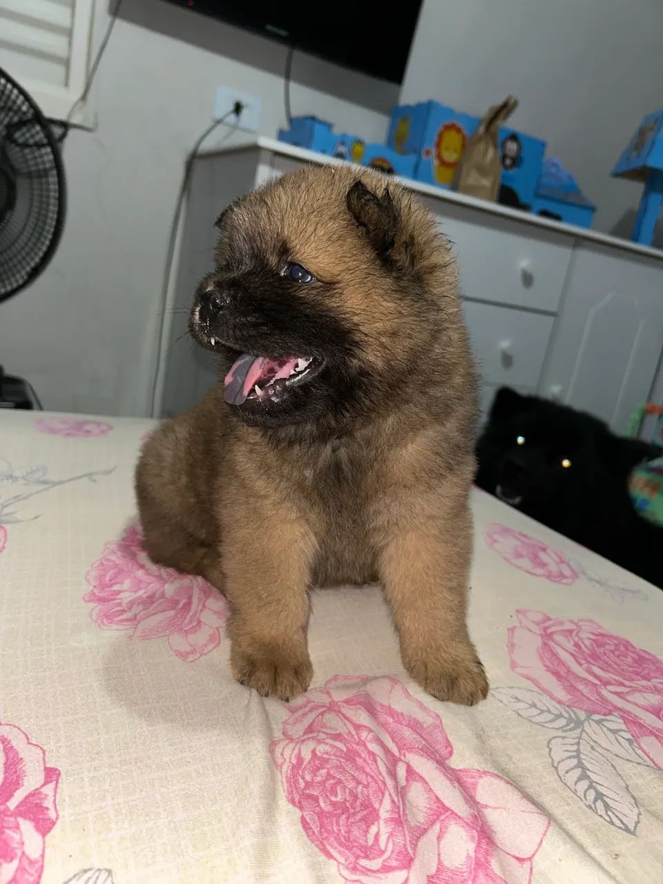 Chow chow  - Foto 4