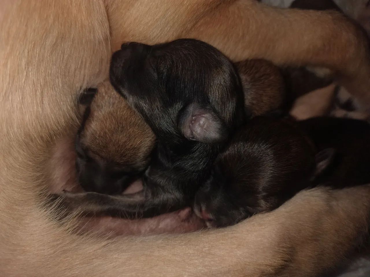 Cachorro para adoção  - Foto 3