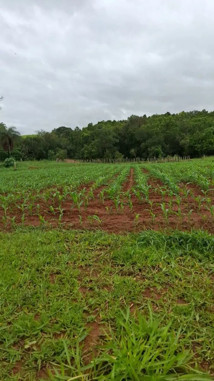 Sitio a venda em Cana Verde - Foto 4