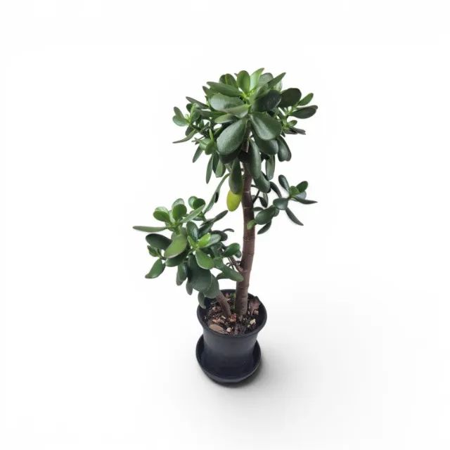 PLANTA JADE