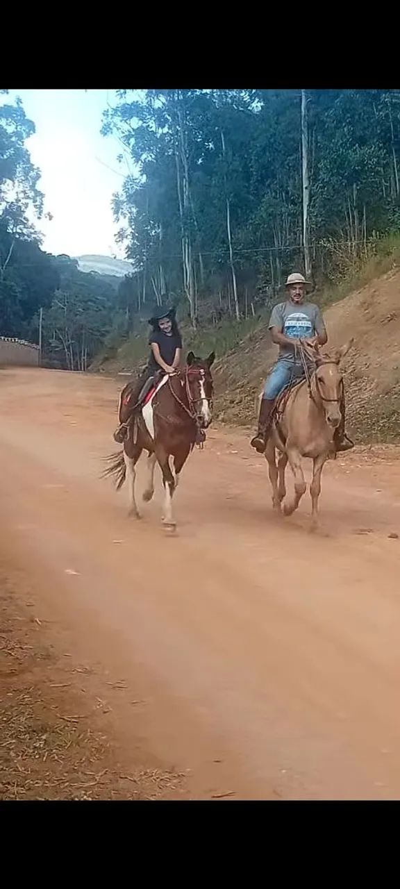 Vendo mula - Foto 3