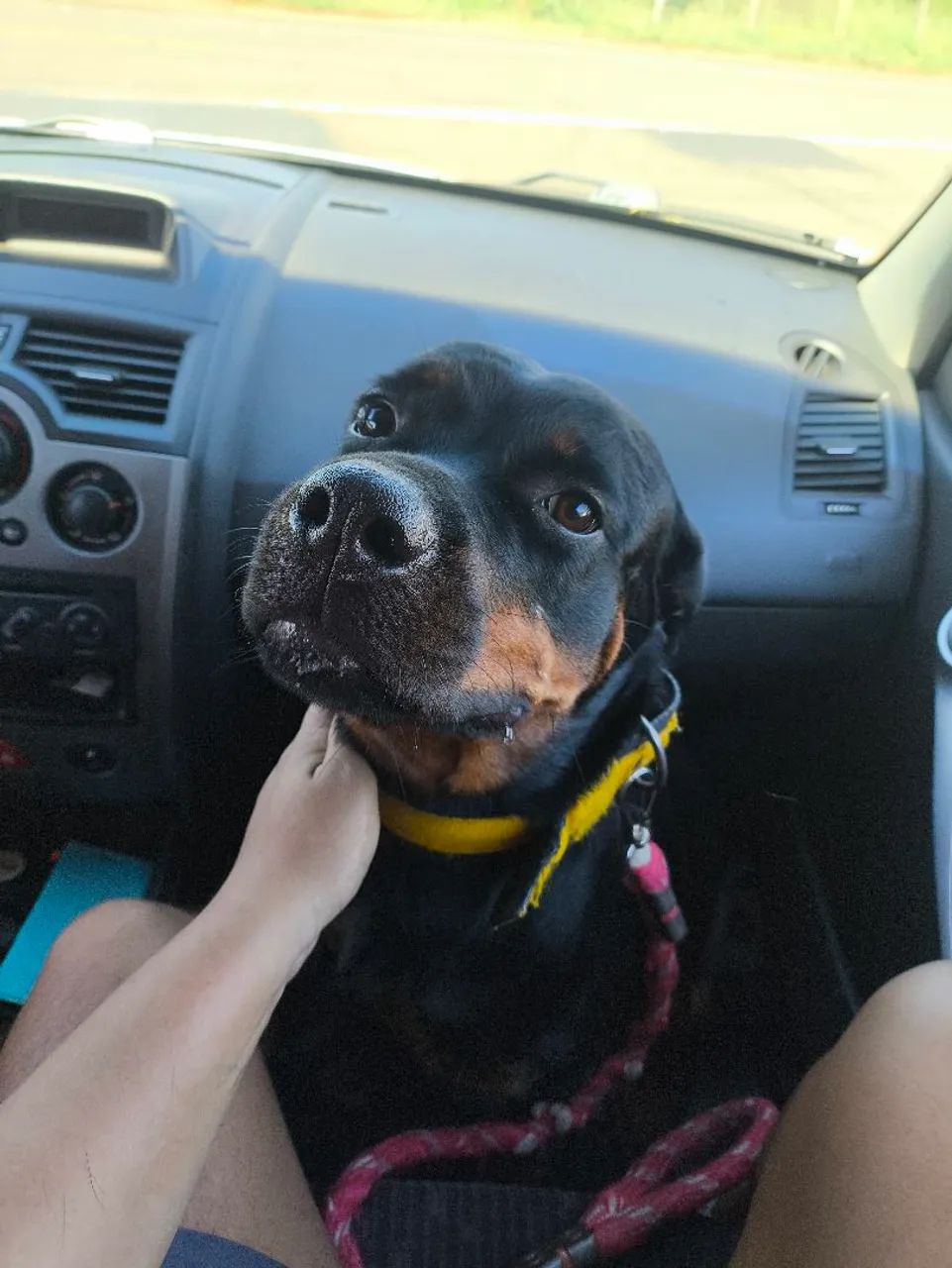Doação de Rottweiler  - Foto 5