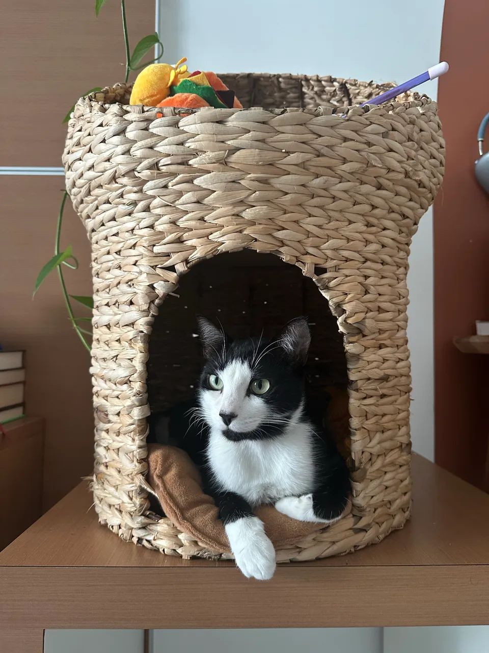 Casa/Cama para Pet 2 Andares Tok&Stok em Fibra Natural - Foto 3