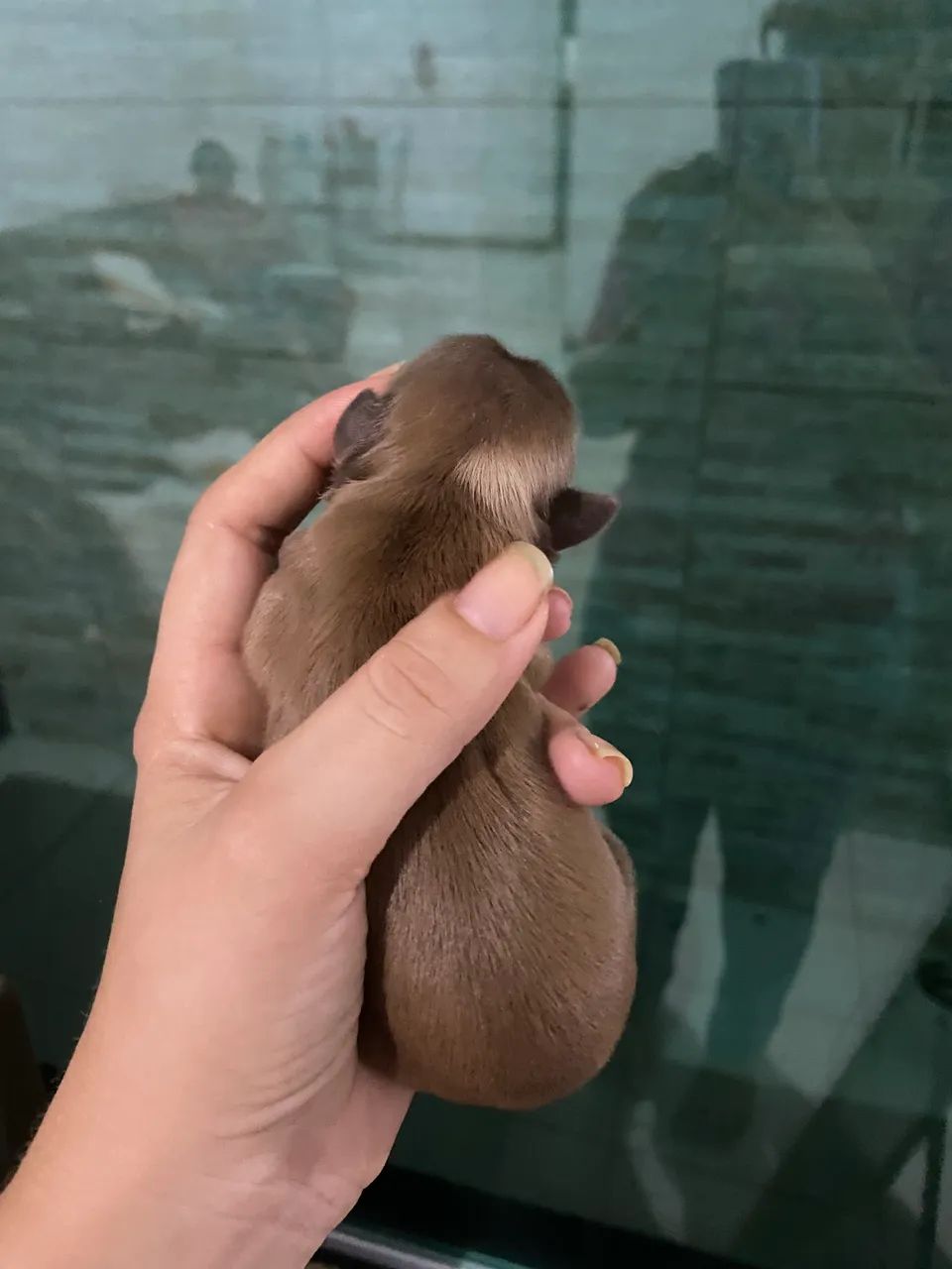 Cachorro