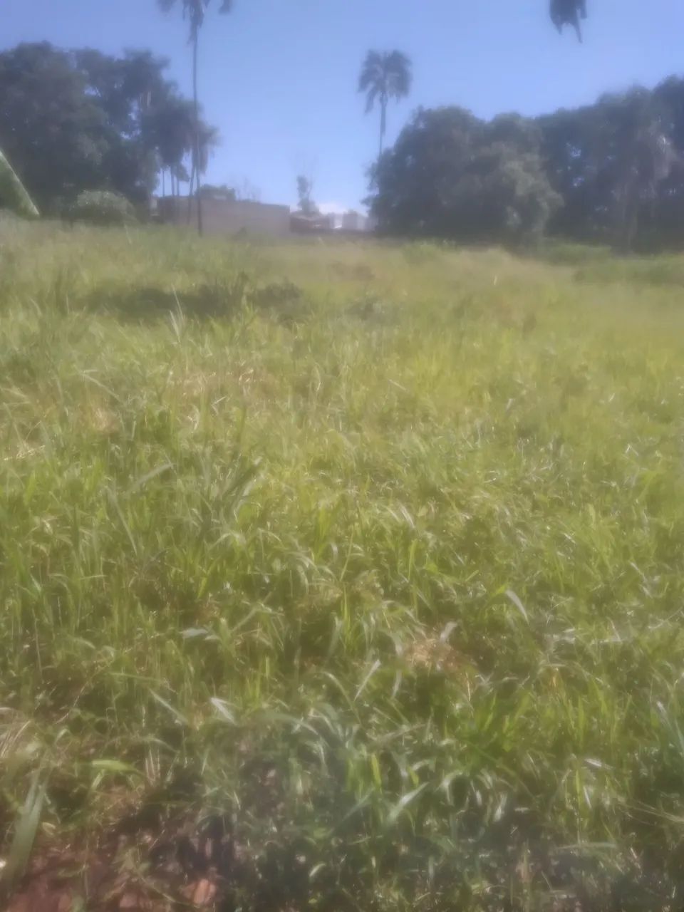 Vendo área de 6400 metros  - Foto 3