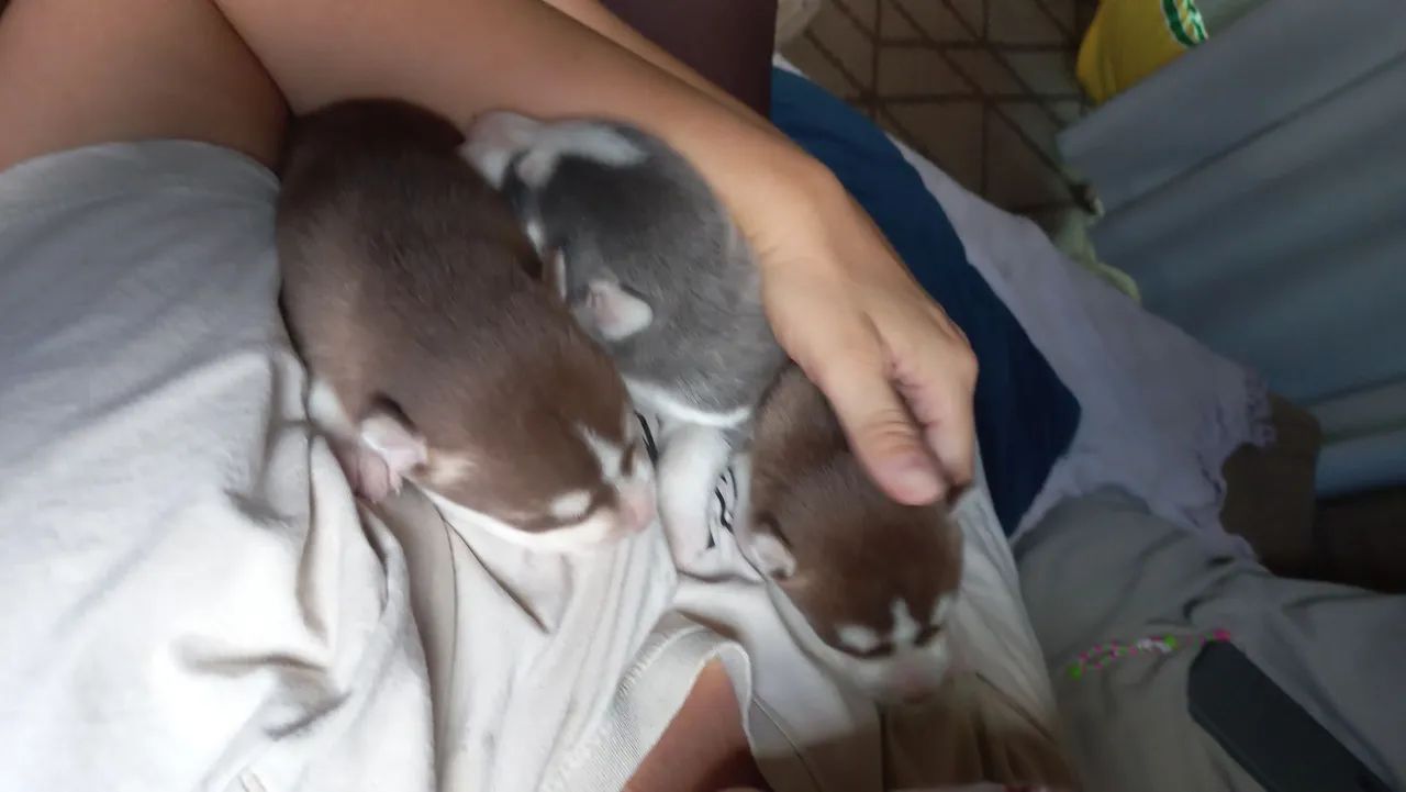 Filhotes de Husky Siberiano