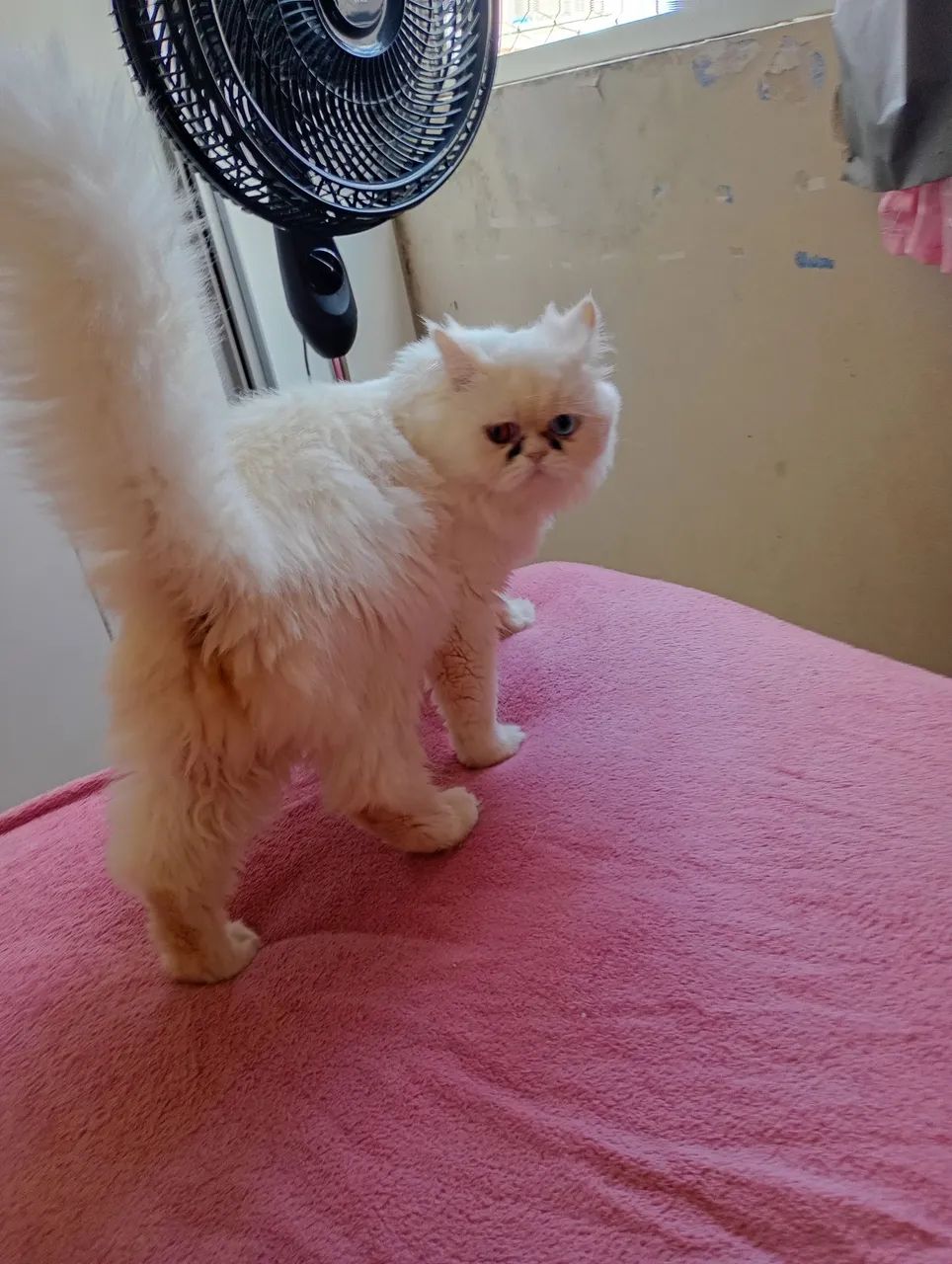 2 gatos persa fêmea e macho - Foto 2