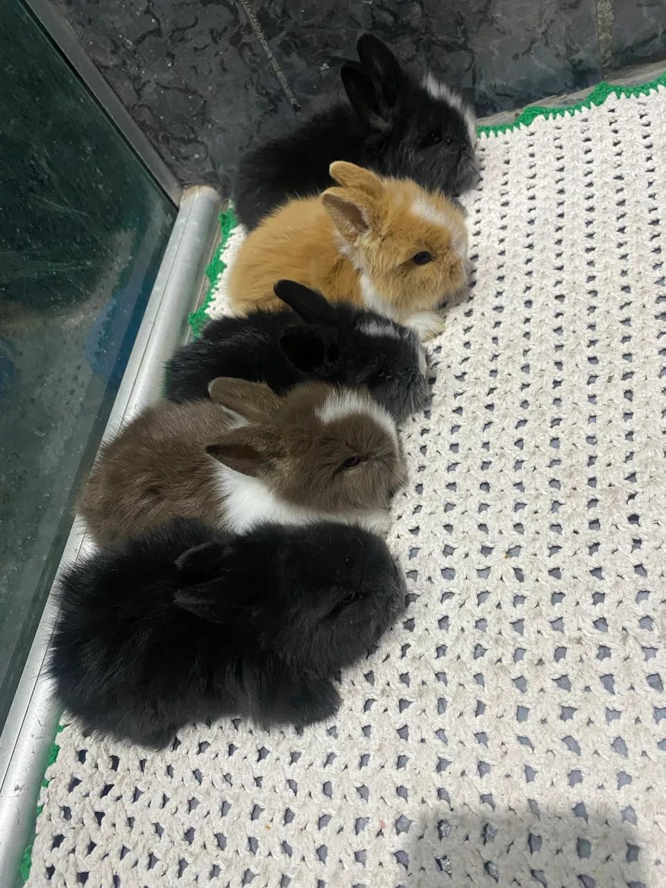 Coelho Mini Lion