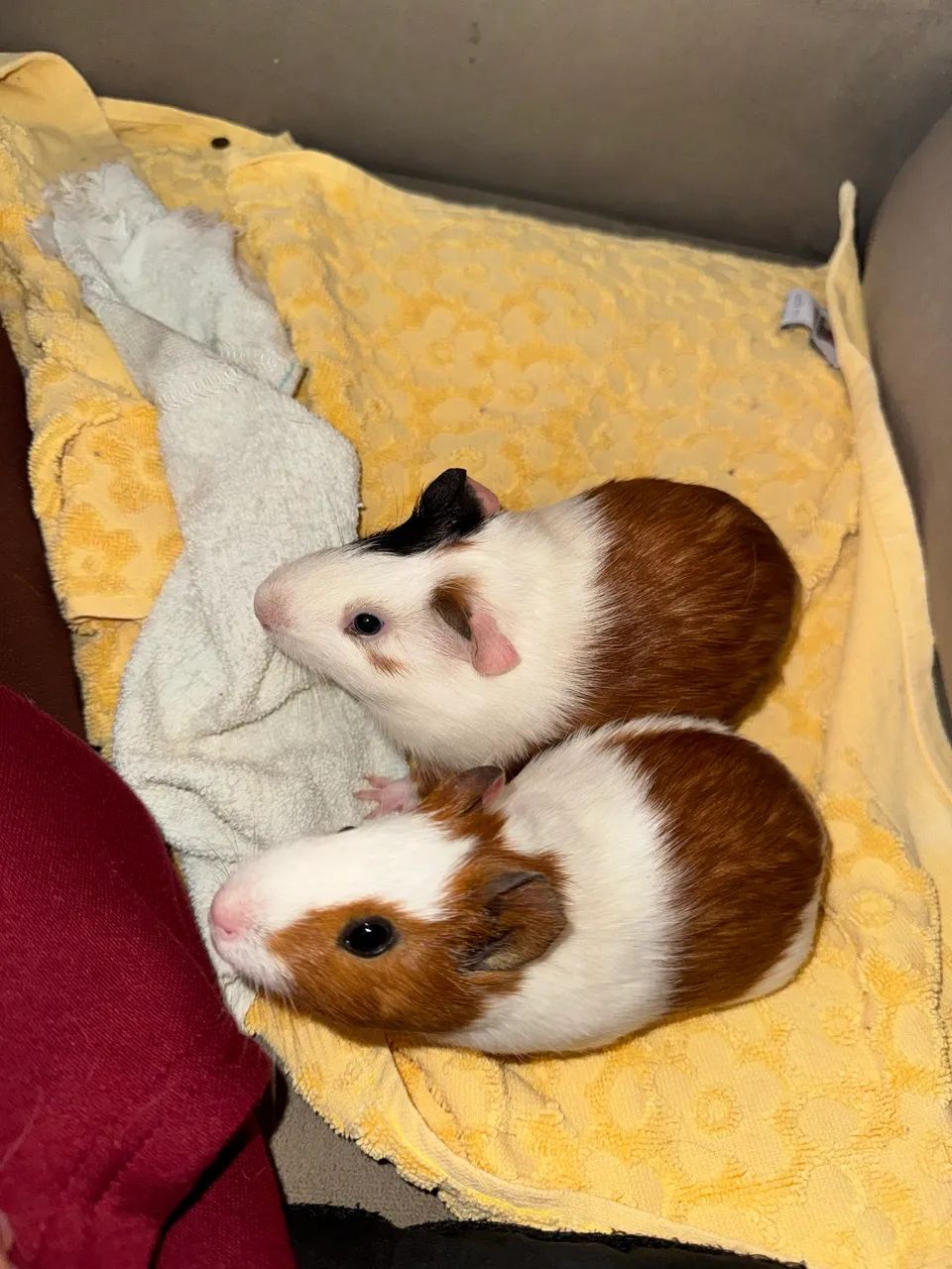 Casal de Porquinho da Índia Filhotes - Foto 2