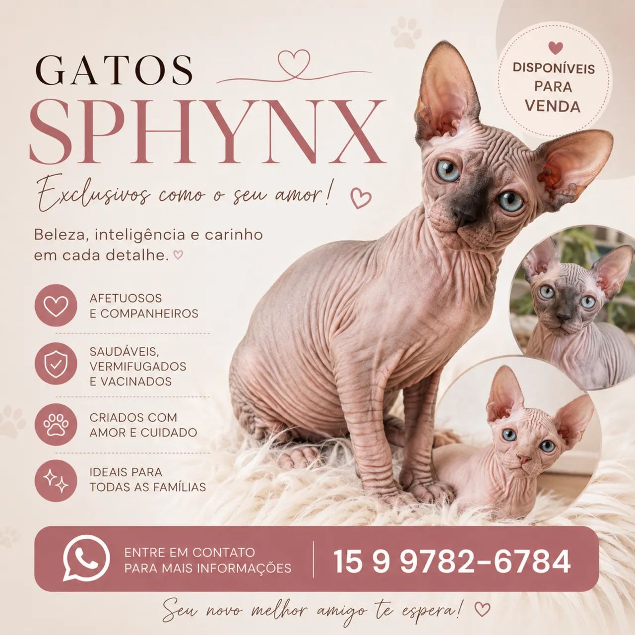 Gato Sphynx  - Foto 3