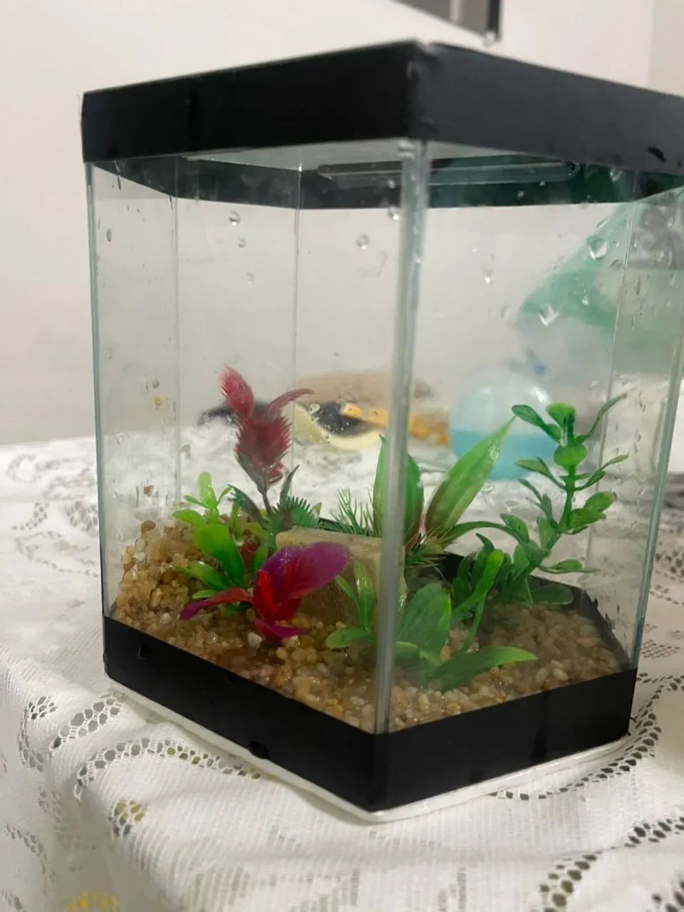 Aquário  - Foto 2