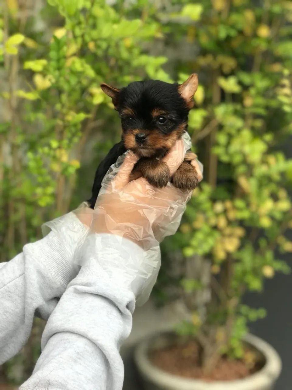 Yorkshire Terrier com Garantia de Saúde e Parcelamento em Até 12x