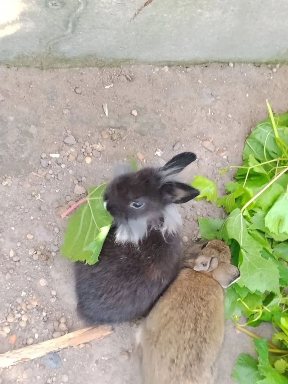 Coelhos cabeça de Leão  - Foto 5