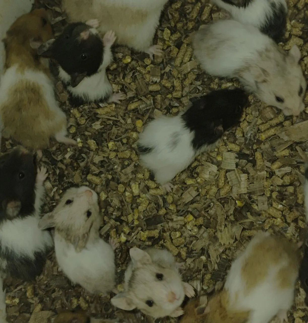 Hamster Sírio  - Foto 4