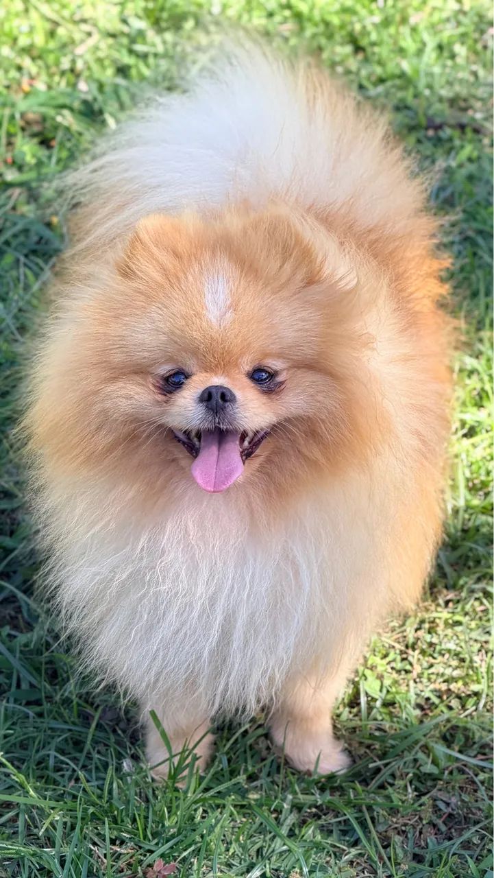 Lulu da pomerania padreador  - Foto 3