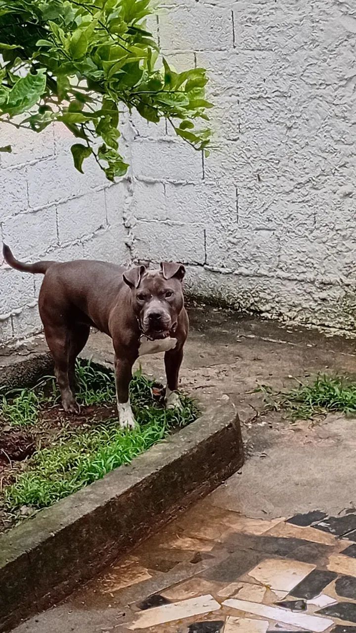 Doação de Pit monster  - Foto 2