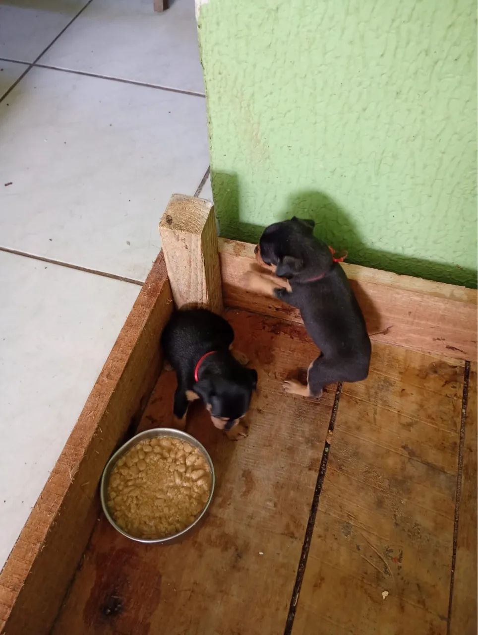 Cachorro  - Foto 3