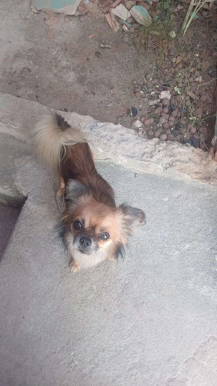 Chihuahua 