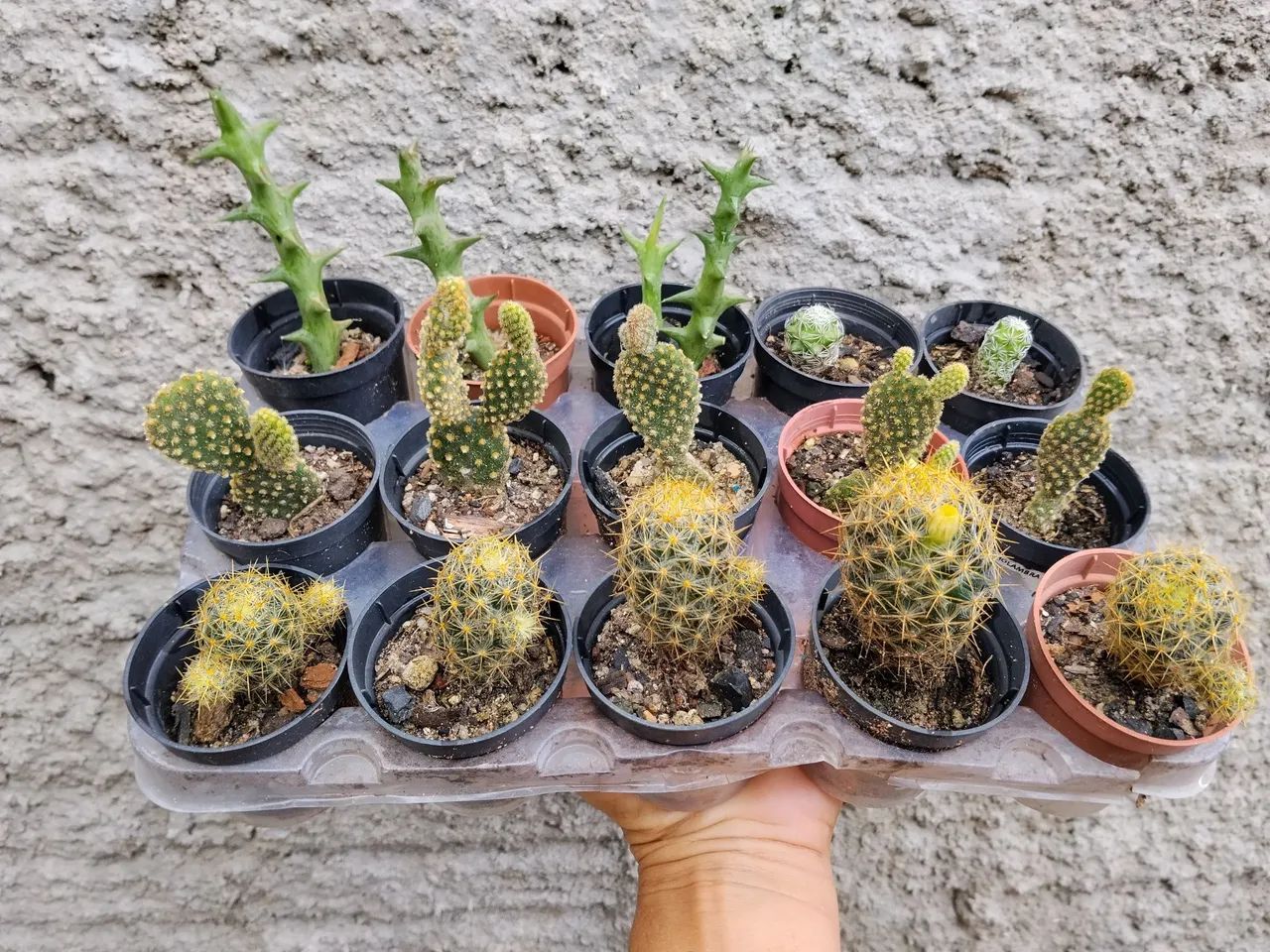 Cactos 