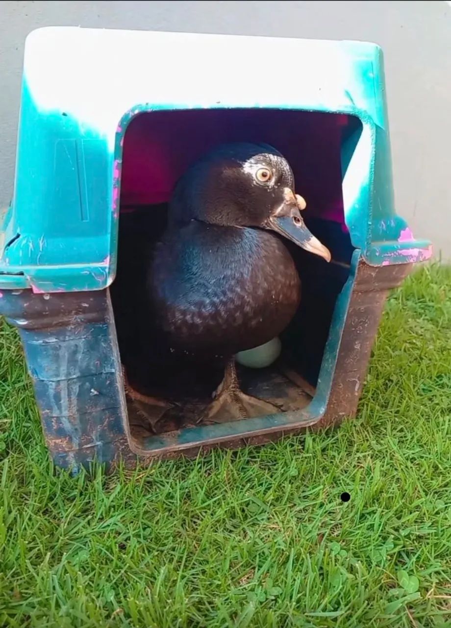 Patos - Foto 5