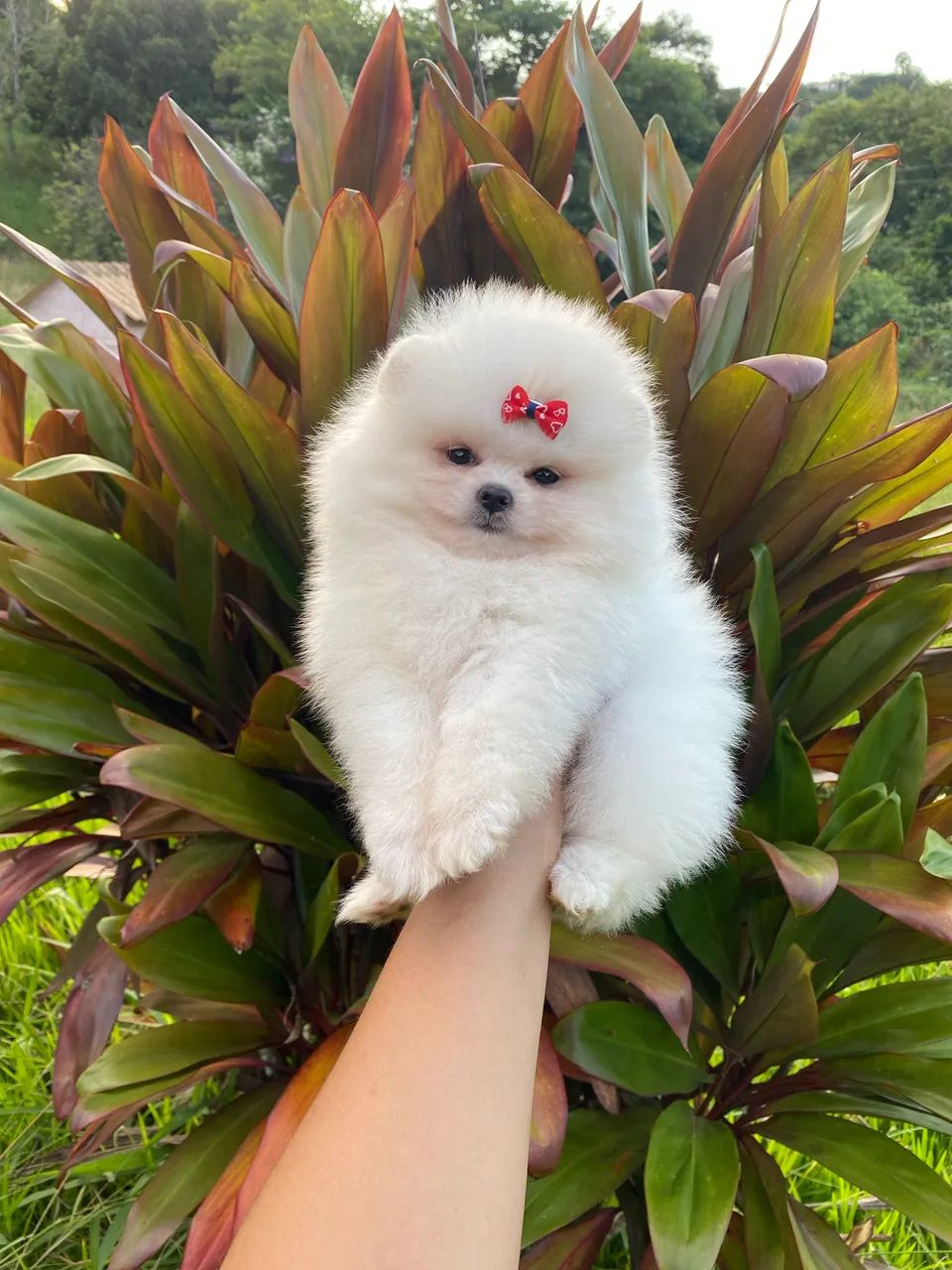 Spitz alemão ,  Lulu da pomerania anão ursinho vc encontra aqui! - Foto 2