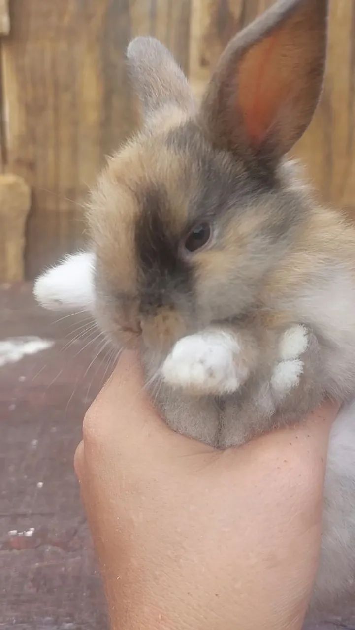 Filhotes de Mini Coelho Arlequim disponíveis para REServa