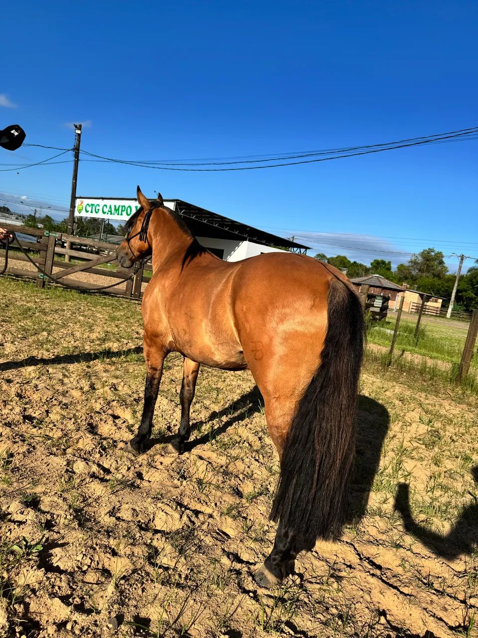 Das Gateadas mais Lindas e craques do Brasil! - Foto 3