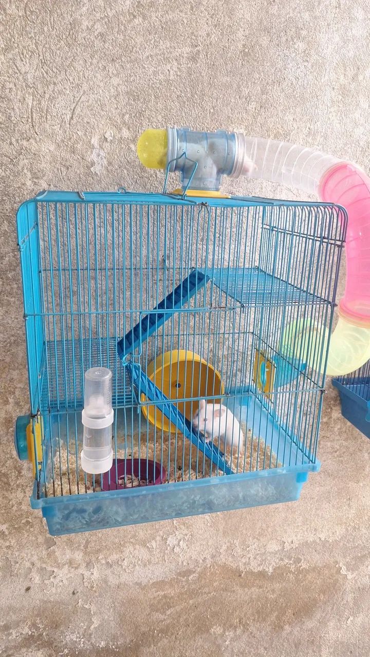 Hamster Sírio  - Foto 2