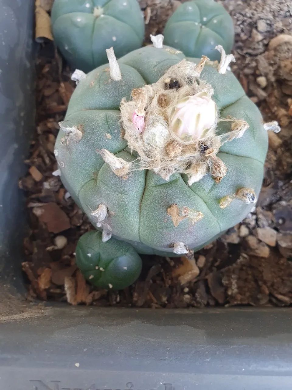 Lophophora williamsii Com Broto Pote Nº 2