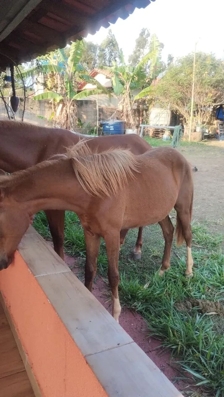 Vende-se 2 éguas - Foto 2