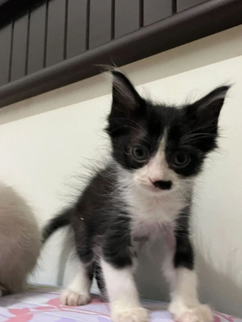 GATINHO PARA DOAÇÃO  - Foto 2