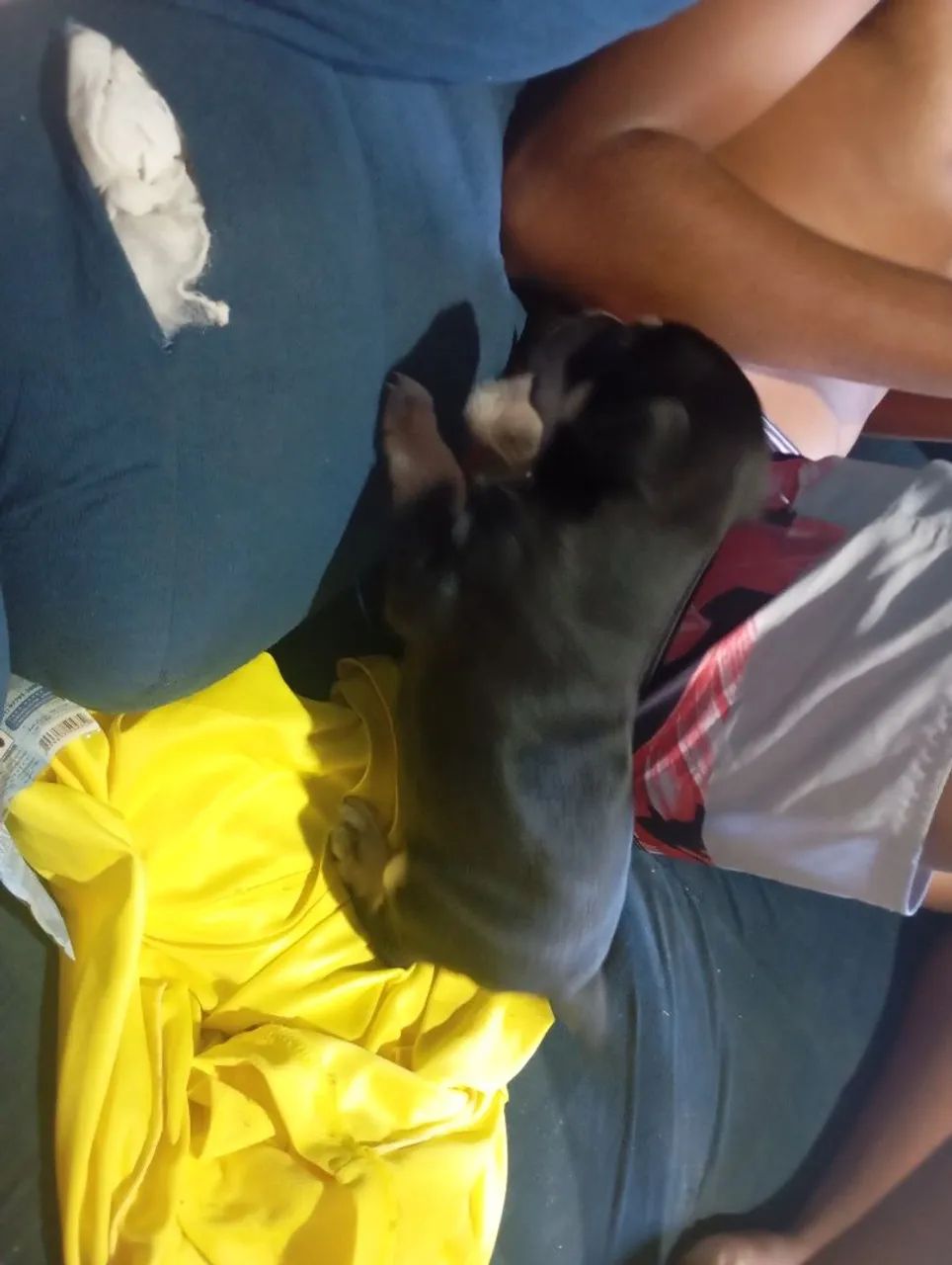 Estou vendendo esse cachorro  - Foto 4
