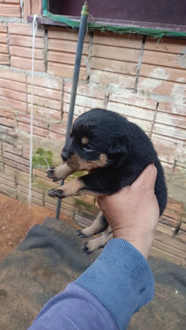 Filhotes de rottweiler  - Foto 2