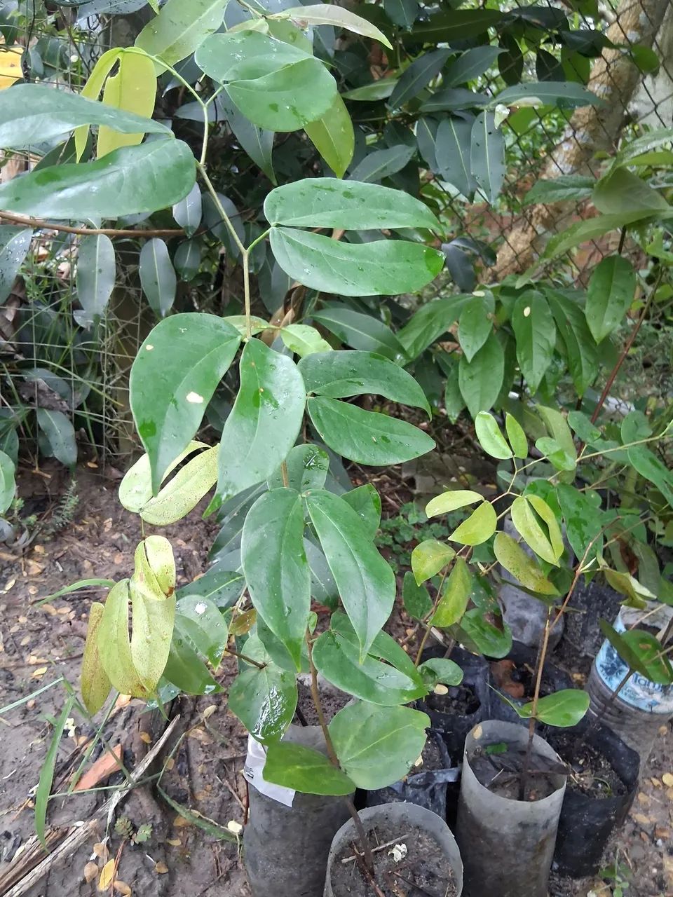 Mudas de jatoba  - Foto 4