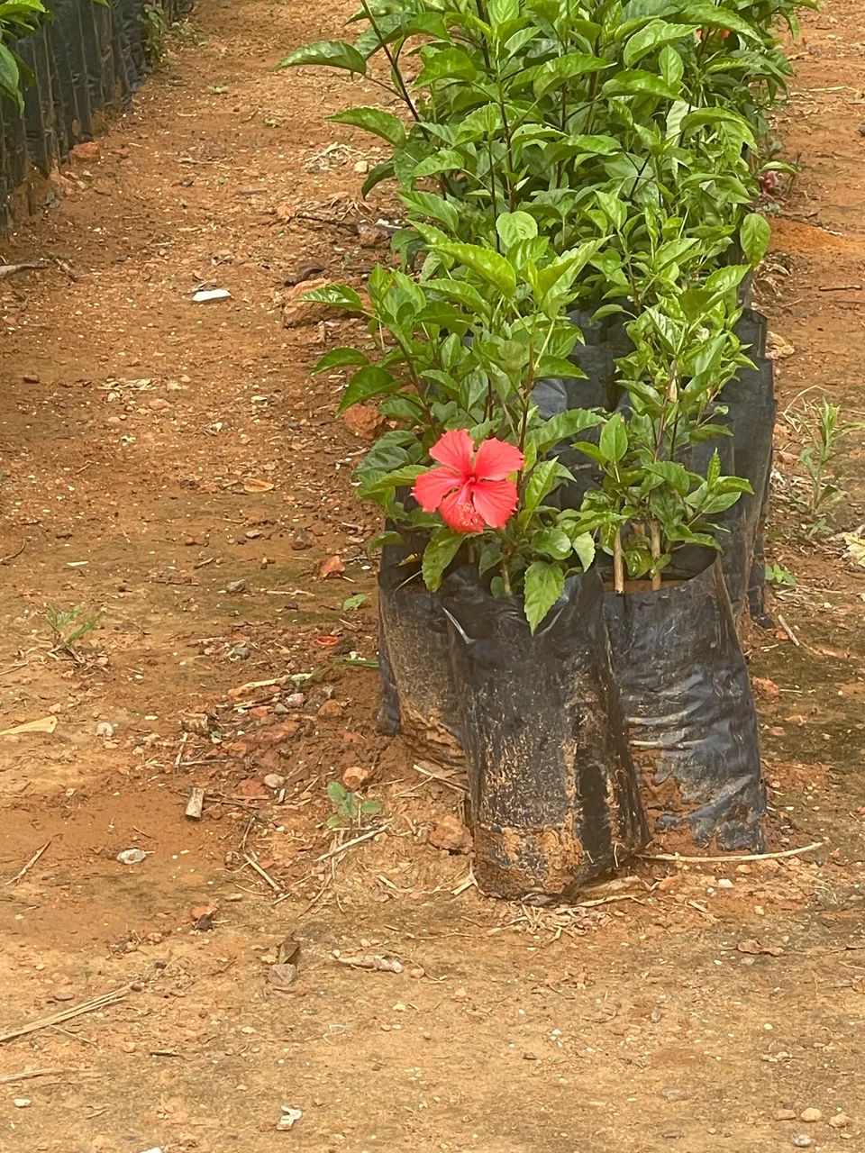 Hibisco