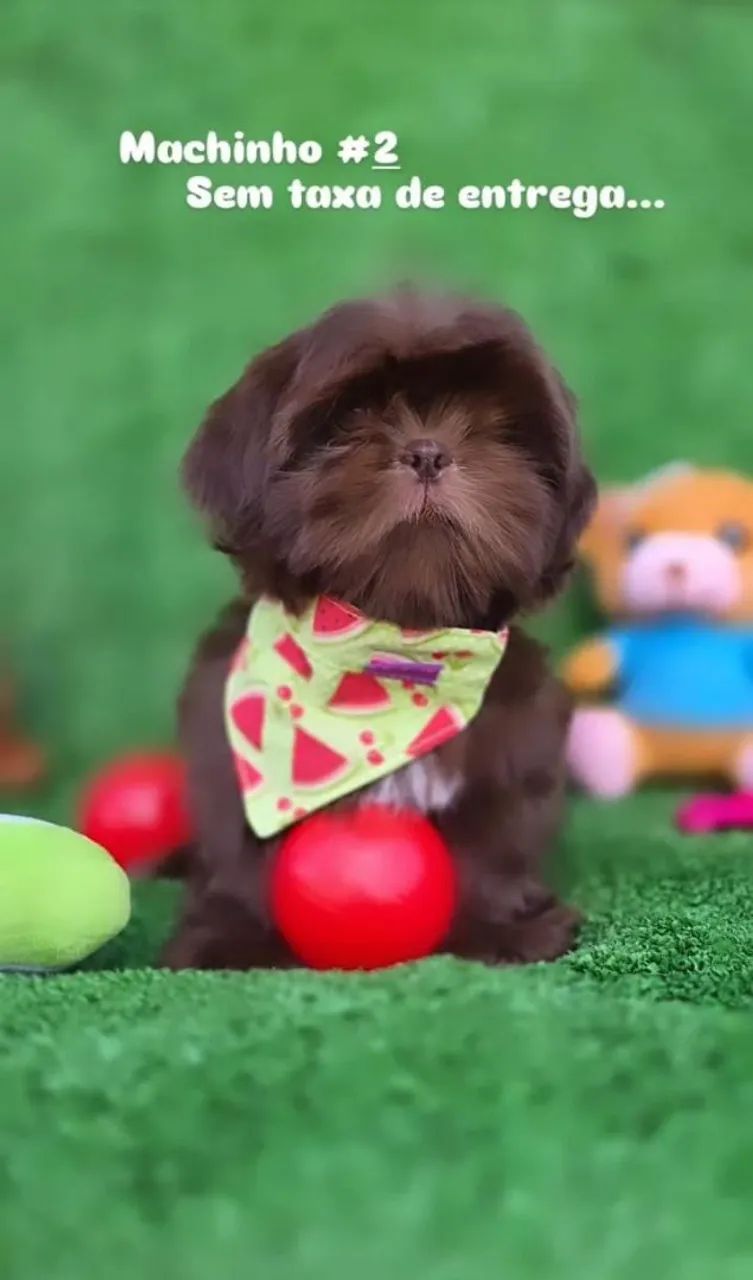 Shih-tzu Cuiabá  - Foto 3