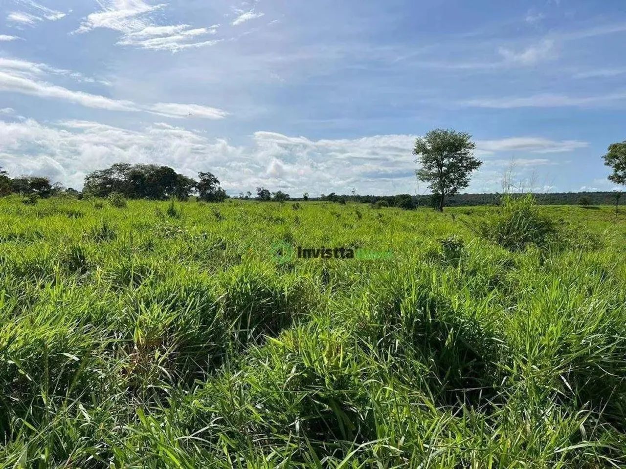 Fazenda de 264 alqueires com aptidão agrícola em Dois Irmãos Tocantins - Foto 5