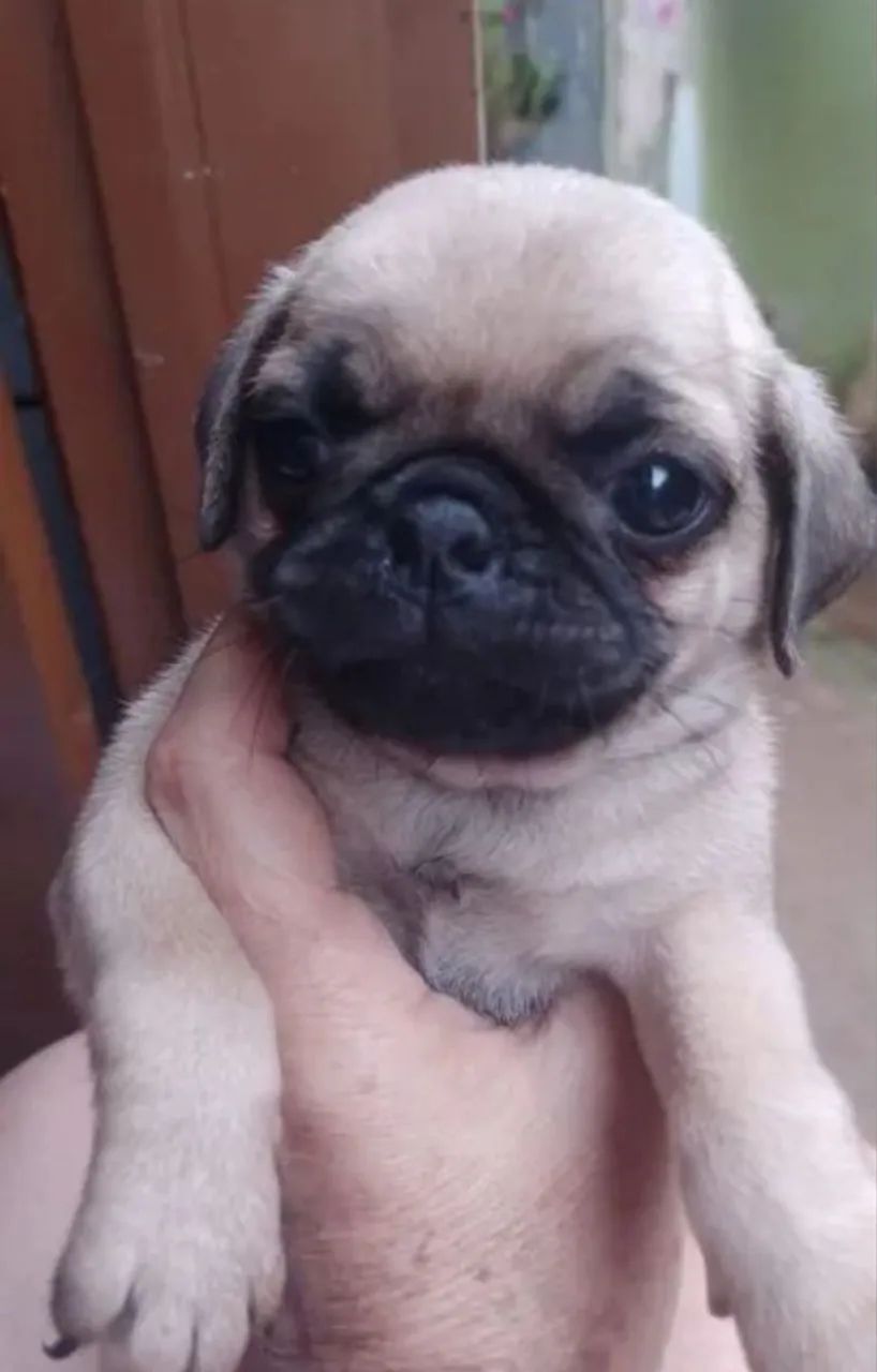 Filhote de pug macho