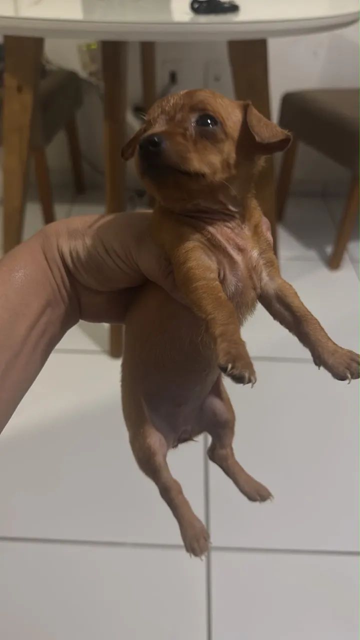 cachorro pinscher  - Foto 2