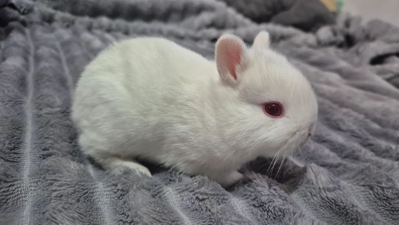 Coelho Anão / Netherland Dwarf - Foto 4