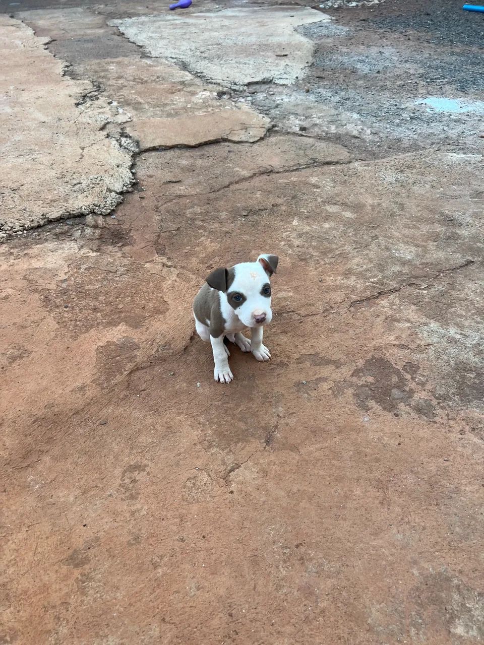Cachorro - Foto 2