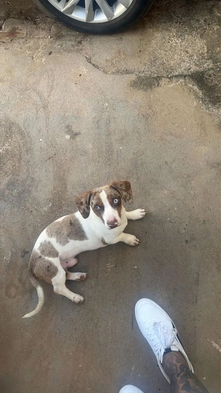 Animais  - Foto 2
