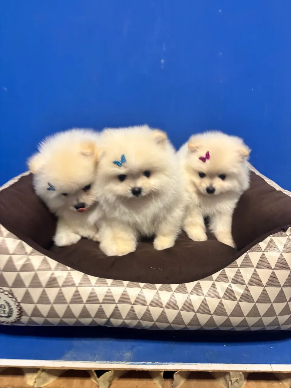 Spitz alemão  - Foto 3