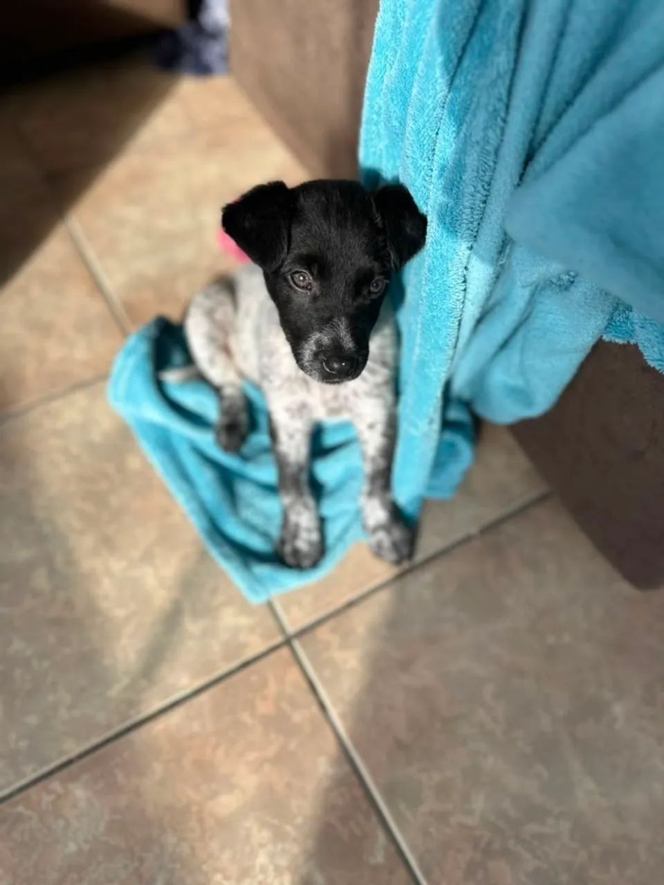 DOGUINHO PARA ADOÇÃO  - Foto 3