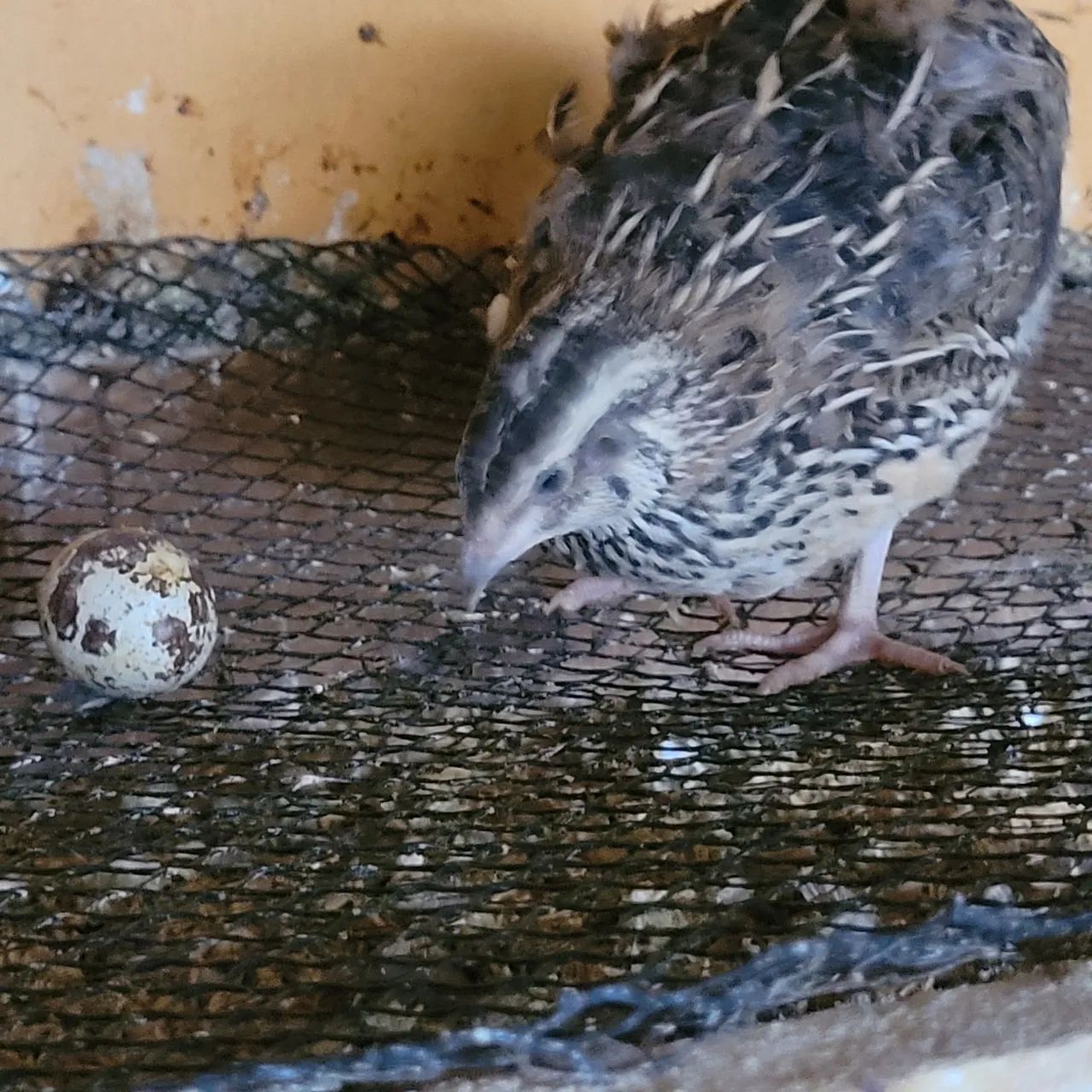 Codorna Gigante início de postura  - Foto 6